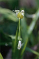 Glckchen-Lauch (Allium triquetrum)