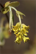 hrige Scheinhasel - Corylopsis spicata