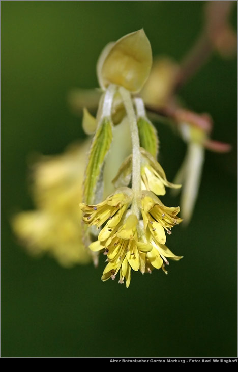 hrige Scheinhasel (Corylopsis spicata)
