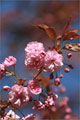 Japanische Bltenkirsche (Prunus serrulata)
