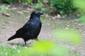 Rabenkraehe (Corvus corone)