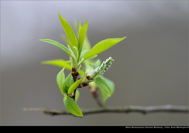 hrchenweide (Salix aurita)