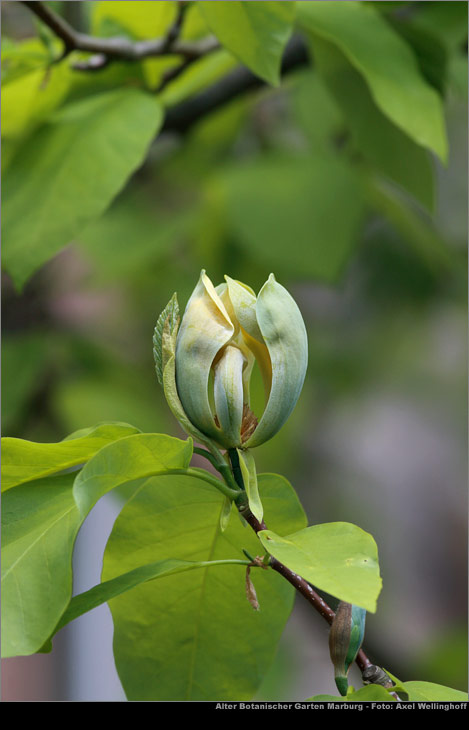 Gurken-Magnolie - Magnolia acuminata