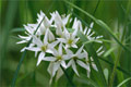 Brlauch (Allium ursinum)