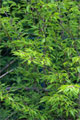 Geschlitztblttrige Buche (Fagus sylvatica laciniata)