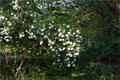 Garten-Schneeball (Viburnum macrocephalum)