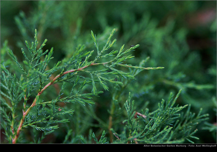 Sadebaum (Juniperus sab