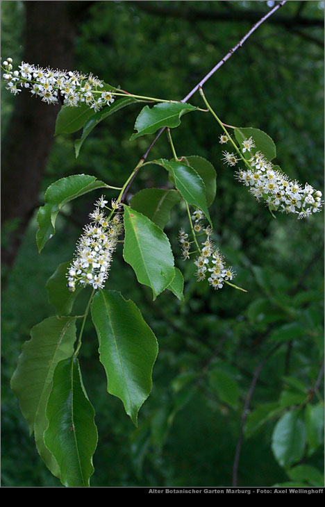 Virginische Traubenkirsche (Prunus virginiana)
