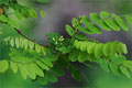 Gewhnliche Robinie - Robinia pseudoacacia