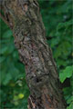 Borstiger Flgelstorax (Pterostyrax hispida)