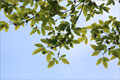 Acer maximowiczianum syn. A. nikoense maxim.)
