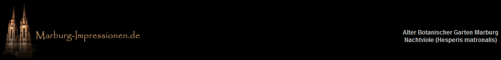 Alter Botanischer Garten Marburg
Nachtviole (Hesperis matronalis)