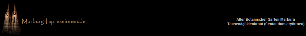 Alter Botanischer Garten Marburg
Tausendgldenkraut (Centaurium erythraea)