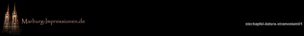 stechapfel-datura-stramonium01