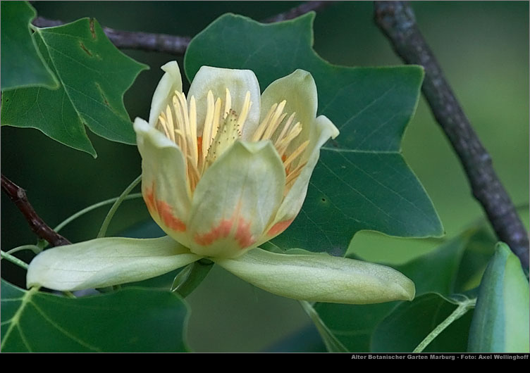 Tulpenbaum - Liriodendron tulipifera