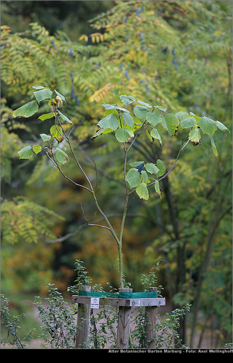Chinesischer Trompetenbaum - Catalpa ovata
