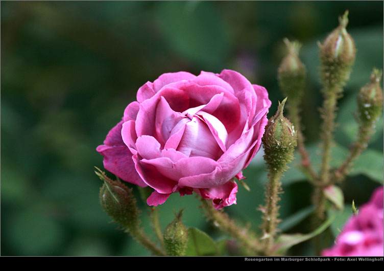 Historische Rose