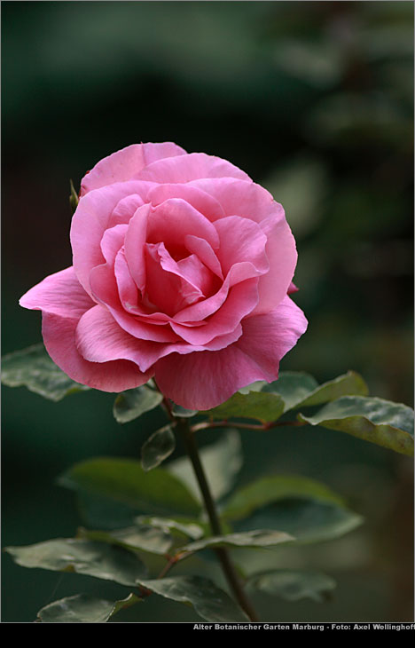rosen01
