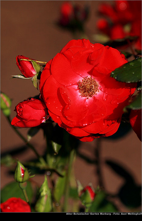 rosen02