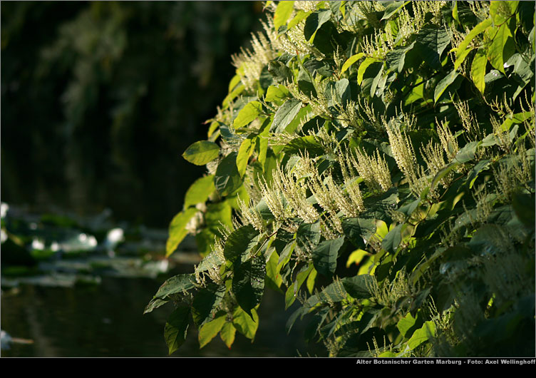 Japanischer Staudenknterich (Fallopia japonica)
