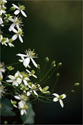 Rispenbltige Waldrebe - Clematis terniflora