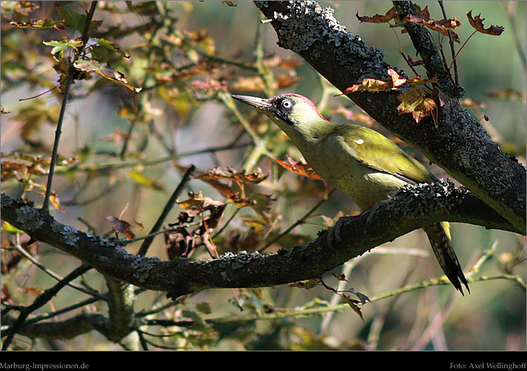 Grnspecht, Green Woodpecker, Picus viridis
