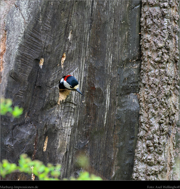 Buntspecht, Great Spotted Woodpecker, Dendrocopos major