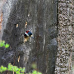 Vogelwelt am Rotenberg - Buntspecht