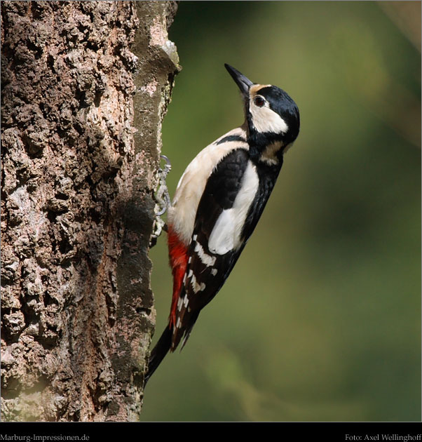 Buntspecht, Great Spotted Woodpecker, Decrocopos major