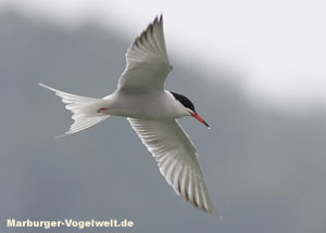 Fluseeschwalbe - Common Tern - Sterna hirundo