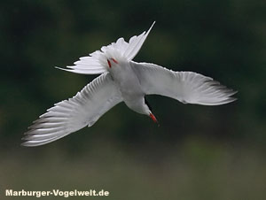 Fluseeschwalbe - Common Tern - Sterna hirundo