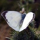 Groer Kohlweiling - Large White - Pieris brassicae