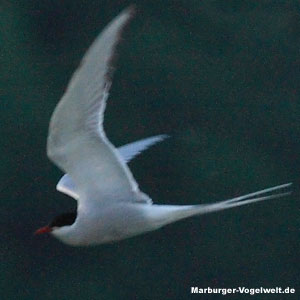 Kstenseeschwalbe - Arctic Tern - Sterna paradisaea