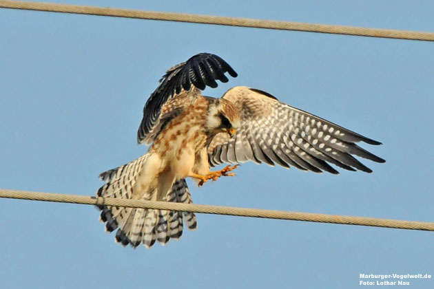 Rotfufalke - Red-Footed Falcon - Falco vespertinus 