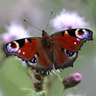 Tagpfauenauge - Peacock Butterfly -  Inachis io