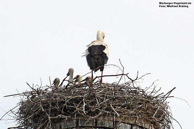Weistorch, White Stork, Ciconia ciconia